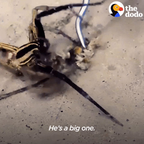 Spider Insect GIF by The Dodo