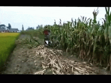 corn