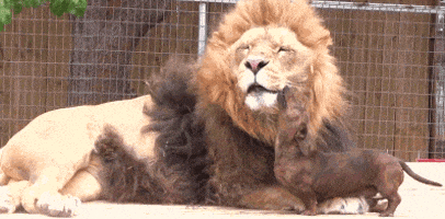Dog Lion GIF Dog Lion GIF