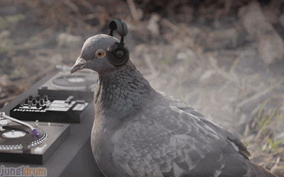 Pigeon GIFs - Get the best GIF on GIPHY