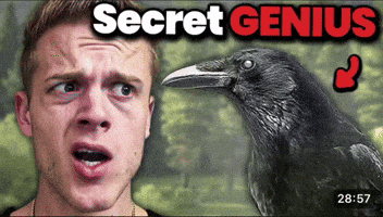 Crow Smart Bird GIF