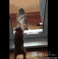 200.gif