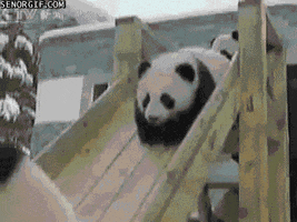 Video gif. Carefree baby panda plays on a slide, moving headfirst into the snowy ground. More baby pandas follow, bouncing into one another on the slide and having fun.