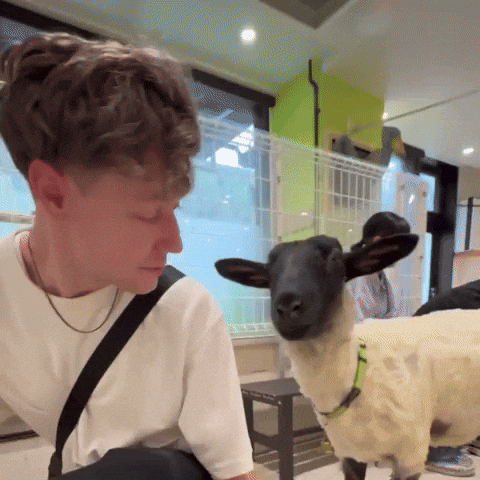 Sheep Eating GIF