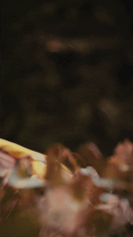 Brunschwig & Fils GIF