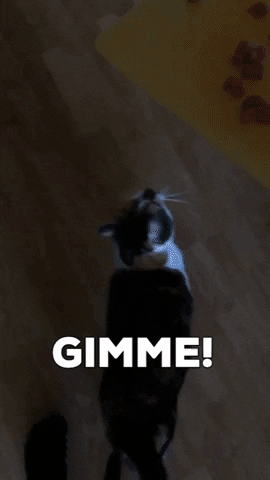 holisticdesign cat hungry hangry gimme GIF