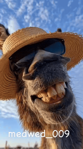 Yabala009 GIF