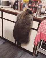 absolute unit GIF