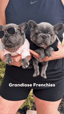 Franchise Puppies GIF by Grandiose Frenchies