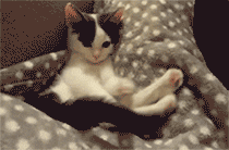 cat kitten GIF