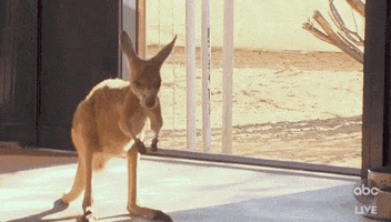 Episode 11 Kangaroo GIF by The Bachelor