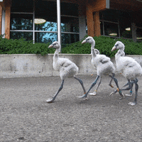 Better Luck Next Time Oops GIF by Oregon Zoo
