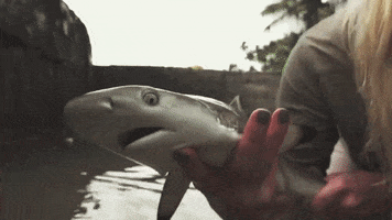Discovery Baby Shark GIF by Shark Week