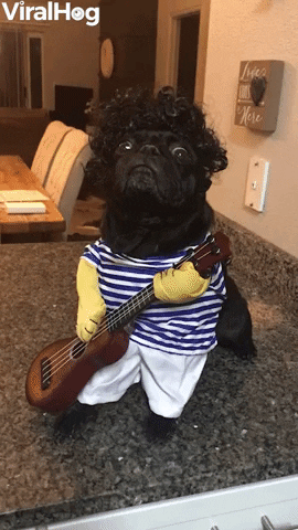 Rockstar Pug Impresses Her Humans Gifs Get The Best Gif On Giphy Rockstar Pug Impresses Her Humans Gifs Get The Best Gif On Giphy
