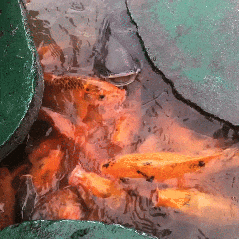 Nha Trang Fish GIF by world-weather.ru - Find & Share on GIPHY