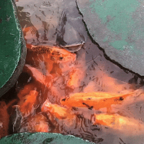 Nha Trang Fish GIF by world-weather.ru - Find & Share on GIPHY