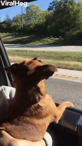 Pups First Ride With Windows Rolled Down GIF by ViralHog