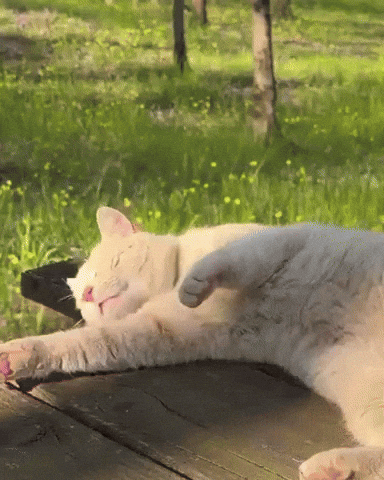 Cat GIF