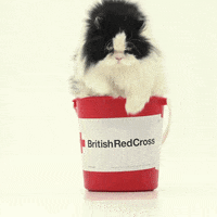 cat jump GIF by British Red Cross
