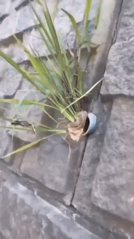 Poop GIF