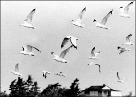 Birds Flying GIF by Archives of Ontario | Archives publiques de l'Ontario