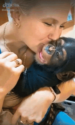 Monkey GIF