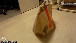 Image result for cat out of the bag gif