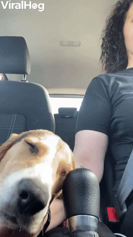 Dog Gets Drowsy During Drive GIF by ViralHog