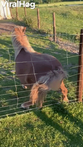 Shetland Pony Twerks On Fence GIF by ViralHog