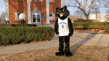 Ycpanthers GIF by yorkcollegeneb