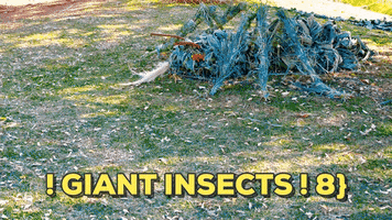 katberg nature art jozi land art katty vandenberghe ubuhle bobuntu art projects GIF