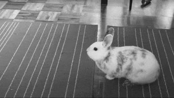 Bunny Stomp GIF