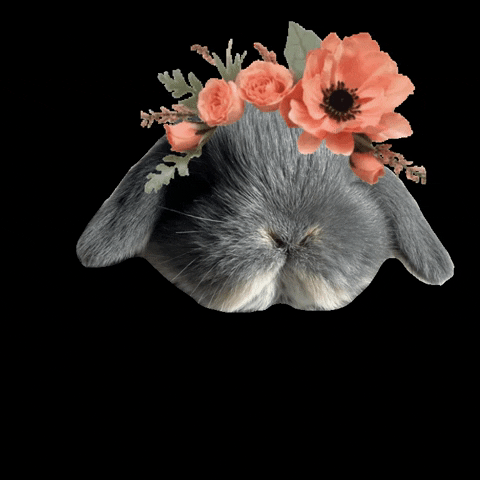 Bunny GIF