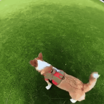 Corgi GIF