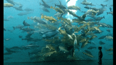 aquarium