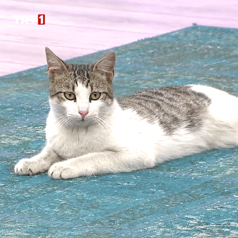 Cat Ok GIF by TRT