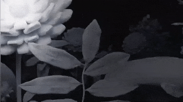 Djpho GIF