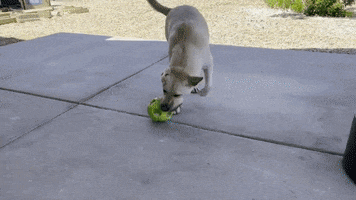 Dog GIF
