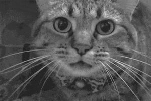 This Is A Hissing Cat GIFs - Get the best GIF on GIPHY
