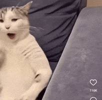 Dance Cat GIF