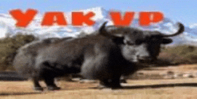 Yak Sohrab GIF