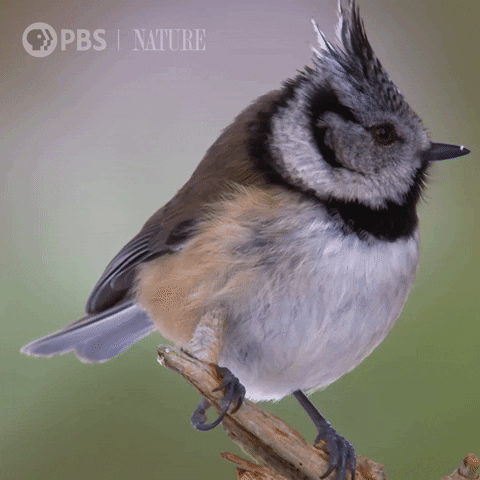 Fly Away Bird GIF by Nature on PBS