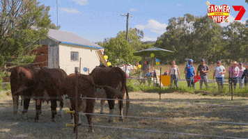 Happy Horse GIF by Channel 7