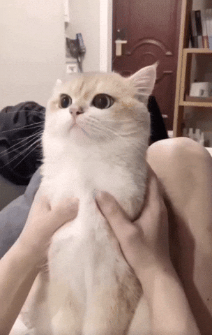 Cat GIF