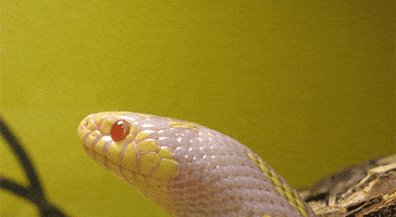 king snake snakes GIF