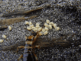 stevelordpottyreekie eggs insect invertebrate earwig GIF