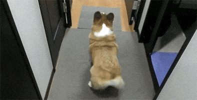 Dog Dancing GIF