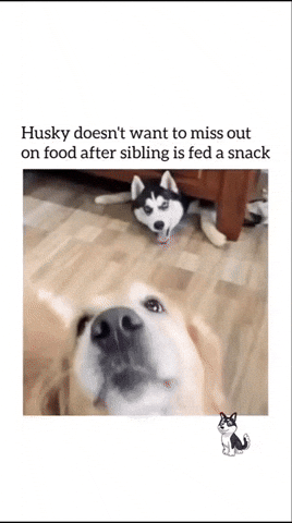 Dog GIF