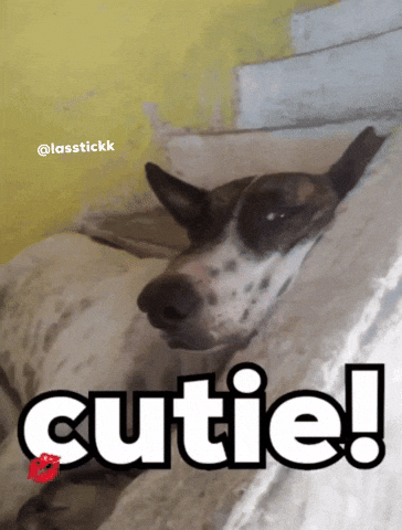Dogs Cutie GIF