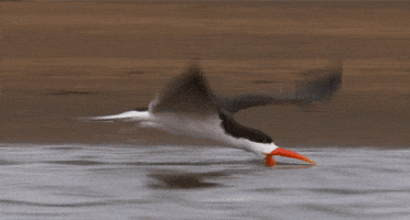 african skimmer bird GIF by Head Like an Orange